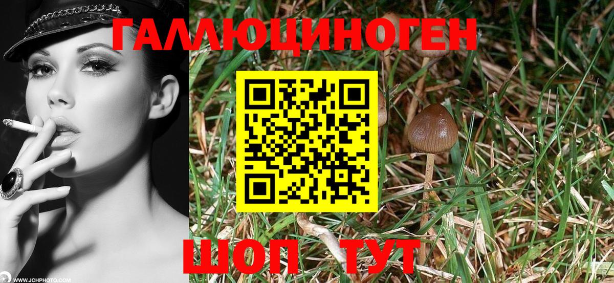 Биробиджан  Галлюциногенные грибы Cubensis  Галлюциногенные грибы Cubensis  Вход с VPN 